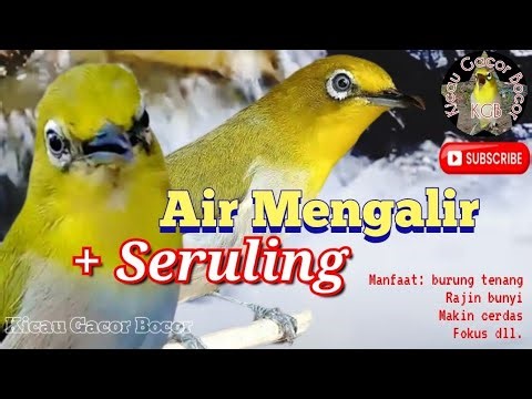 TERAPI AIR PLECI GACOR MAKIN NGOTOT ombyok makin RAJIN BUNYI YANG DI MIX Master PLECI ala KGB