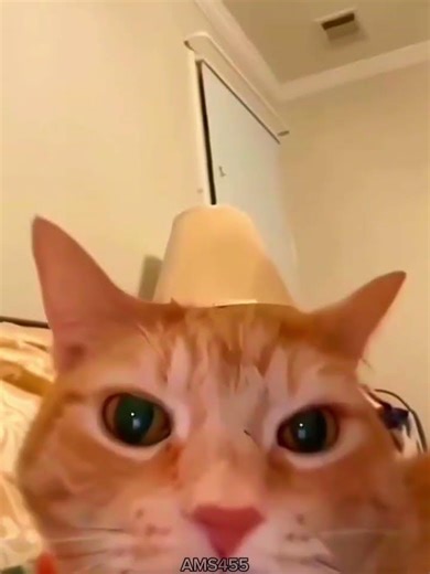 cat popular memes #cat #trollfaceedit