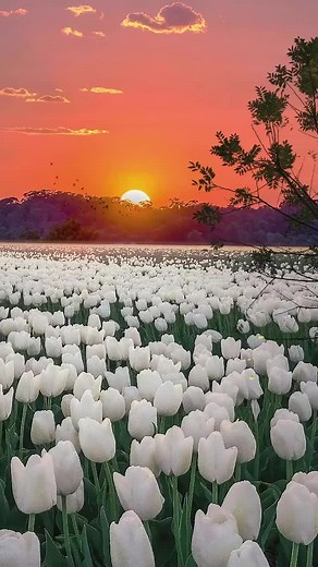 Stunning Floral Sunset Live Wallpaper for Nature Lovers