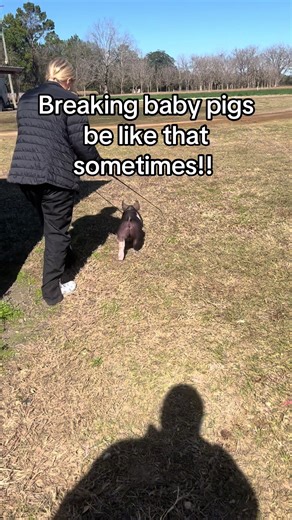 The Joy of Baby Pigs: A Fun Look at Livestock