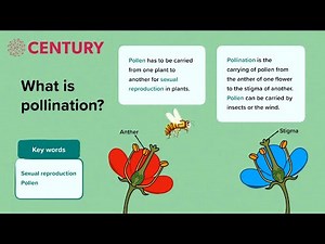 Pollination and Fertilisation | Biology