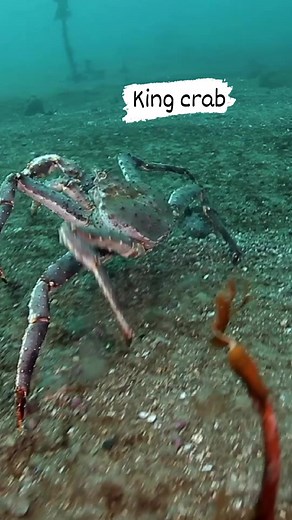 King crabs, particularly the Alaskan or red king crab, can weigh between 6 to 28 pounds (2.7 to 12.7 kg), with some individuals reaching even larger sizes. Their leg span can reach up to 1.8 meters (5.9 feet). #fishingworldtv | Fishing World Tv