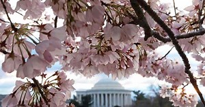 How Washington, D.C. Got Its Cherry Trees | HISTORY