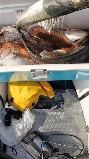 [Unusual situation in Fukui Prefecture] Just drop the line and you'll get a bite! There won't be ...