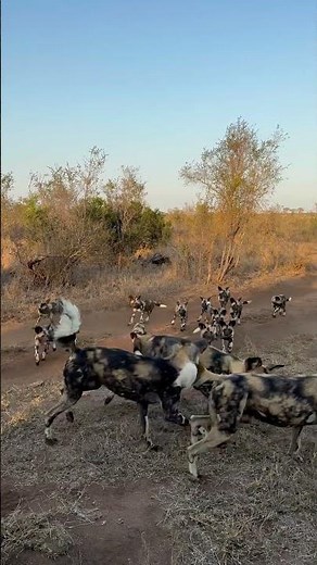 Pack of Wild Dog Puppies Rush to Rejoin Parents!