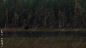 Brown bear hidden in yellow forest. Autumn trees with bear, walk around the lake. Beautiful brown nature habitat, fall colors, Kuhmo in Finland, Europe. Big danger forest animal in nature, wildlife.