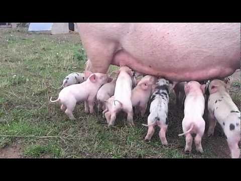 A sow with its 13 piglets
