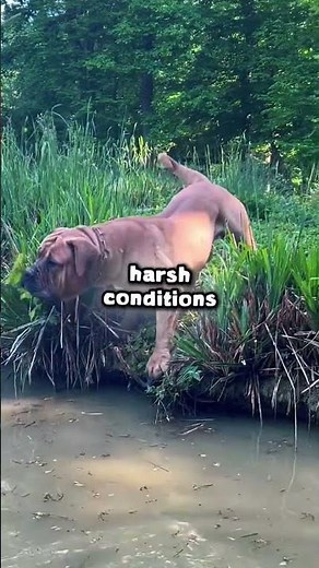 Black Boerboel: The Dog Even Intruders Fear #shortsfeed