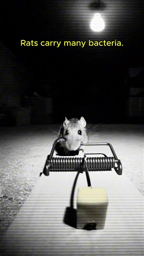 Eliminate your rodent problem easily! #mice #trap #giftideas #christmas #tiktokshopcreatorpicks @Pamax