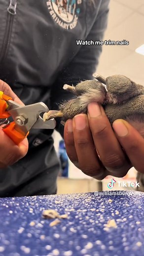 Sedated Nail Trim: Easing Your Pet's Anxiety