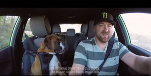 Boxer Dog And Drift Champion Vaughn Gittin Jr Get Nuts in a Ford Fiesta ST!
