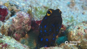 276K views · 3.7K reactions | Like to keep things tidy? The bluespotted jawfish can relate! This colorful fish keeps busy digging, building and remodeling its den, using its mouth to shovel and arrange sand and bits of coral. Now if you don’t mind, it really must get back to work. | Monterey Bay Aquarium | Facebook