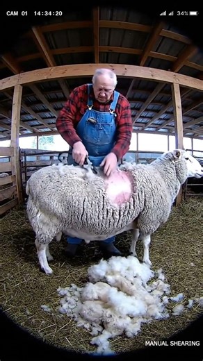 Manual vs Automatic Sheep Shearing | CCTV Comparison #sheepshearing #farming #cctv #sheep #farmlife