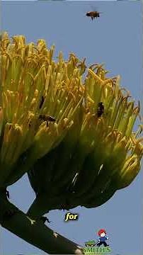 The Agave Death Bloom