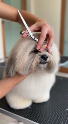 Grooming an adorable Lhasa Apso! 😍 Watch this fluffy transformation #LhasaApso #DogGrooming #PetCare