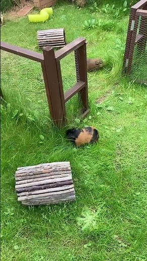 Guinea Pig Running
