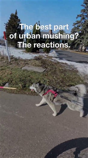 POV: You’re urban mushing and make a new fan! 🐺👋❤️ #huskylife #urbanmushing 