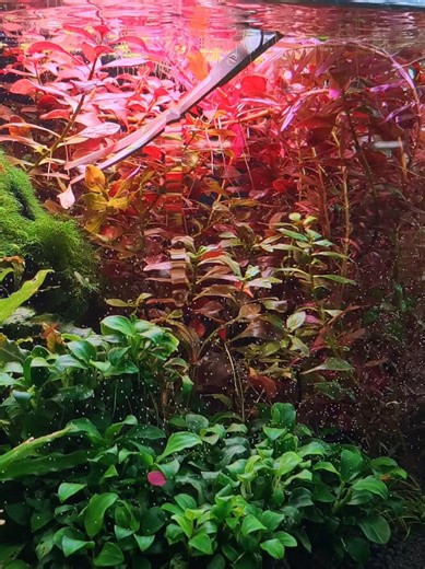 ❤️🌿 Giving Ludwigia red and Rotala a fresh trim in my 30 cm hi-tech cube — bringing back clean lines ✂️✨ 💧 AquaDream | Hanoi, Vietnam Thiết kế • Lắp đặt • Bảo trì hồ cá Professional Aquarium Design & Maintenance ❓Need help with your aquarium? 🎥 YouTube guides & full builds 💬 Telegram support & private consulting 👉 Links in bio 🔹 Telegram support & VIP plans 🔹 Recommended lighting & equipment 🔹 YouTube: @AquaDreamEn 📍 Showroom: 10C/12/569 Lạc Long Quân, Xuân La, Tây Hồ, Hà Nội 📞 WhatsAp