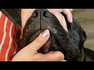 How to Treat Puppy Acne