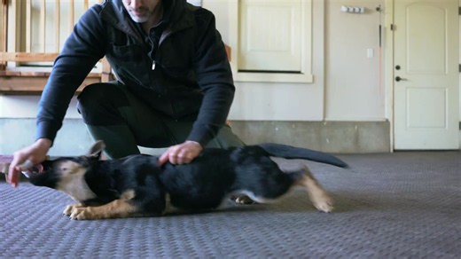 Master 5 dog commands in under 8 minutes