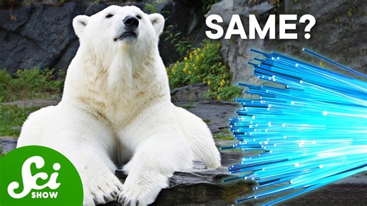 Do polar bears have fiber optic fur?