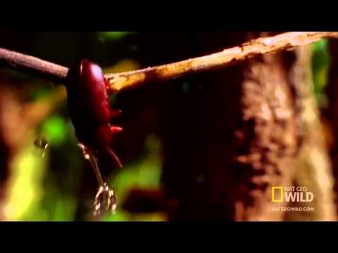 Archer Fish knows well about refraction