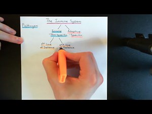 The Immune System Part 1