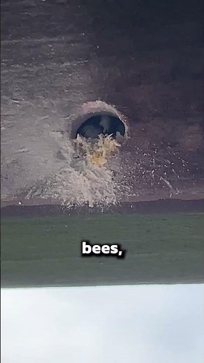 How to Get Rid of Carpenter Bees!