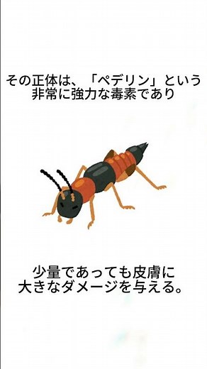 やけど虫に関する雑学 #雑学 #やけど虫 #昆虫 #危険 #アオバアリガタハネカクシ