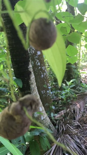 Dây khoai mỡ có trái treo lủng lẳng !ngộ nghĩnh!đáng yêu!#Dioscorea alata#とろろいも#nature #mekongdelta