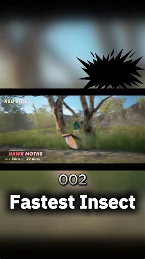 Fastest Insect in the World