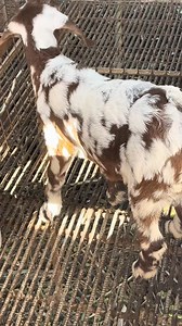 699K views · 7.8K reactions | Apat na ginagawa namin sa pagpapalakas ng bisirong kambing #goatfarming #breeding #GOAT | Gonzales Farm | Facebook