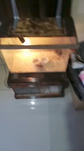 alien fish ata to e hahaha #kulotskietv #fyp #pets | Kulotskietv 2.0