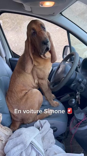 Leçon de conduite avec Simone ! #chiendesainthubert #bloodhound #chiendechasse #instadog #doglover #animaux #cutthepuppet #chien #permisdeconduire