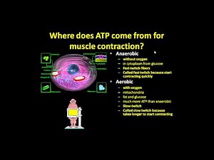 Basics of Muscle Fiber Types