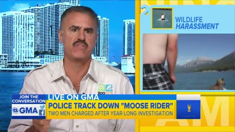 Man Caught on Camera Riding a Moose