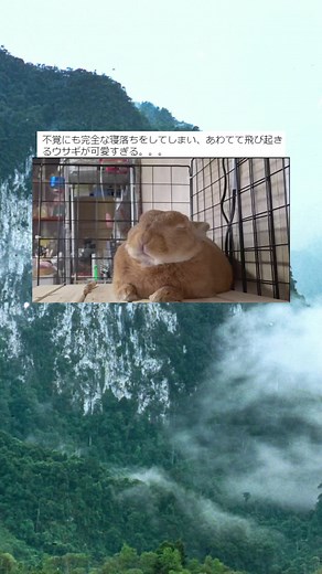 #日常 #面白い #画像