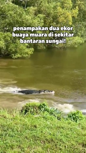 33K views · 337 reactions | Dua ekor buaya muara berukuran besar sedang memperebutkan wilayah sungai. #explore #viralvideo #fypreels | Dino Kaleb | Facebook