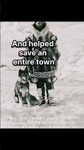 The 260-Mile Journey That Saved Lives #Togo #Leonhard #Balto #SiberianHusky #Dog #GreatRaceOfMercy