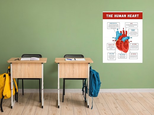 The Human Heart Poster, Anatomy Poster, Classroom Poster, Organs of the Body, Bodily Systems Poster, DIGITAL DOWNLOAD - Etsy