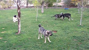 Eight years ago when I began breeding and running Livestock Guardian Dogs, it was very rare to find anyone promoting, let alone running, enough LGDs in a pack to effectively protect their livestock. I was - starting out with three, soon five, and adding more dogs - and thus was routinely scoffed at and bad - mouthed for promoting running LGDs in large numbers. But times have changed. Some of the same people bad mouthing me back then now copycat my training methods…grin. Thankfully now, people ar
