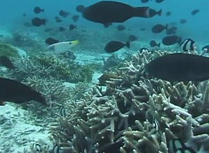 1.6K views · 25 reactions | Coral bleaching effects marine life globally. The 36th US Coral Reef Task Force meeting was held in Guam and throughout the Marianas. Task force members gathered from Guam, CNMI, the US Virgin Islands, Puerto Rico, American Samoa, Hawaii, Florida and 12 federal agencies to discuss ways to reduce coral bleaching. | KUAM News | Facebook