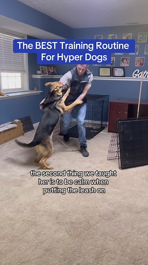 The Best Training Routine For Hyper Dogs #clickertraining #basicdogtraining #clickertrainingdog #gsdtraining #crazygsd #gsdtiktok #dogtraining #puppytraining #puppytrainingtips #puppyadvice #puppyproblems