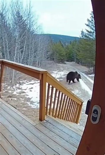 Bear scares himself by accidentally knocking on the doorbell.