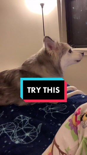 Talking Dog Video: Have a Conversation in Dog Language!