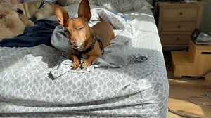 43K views · 2K reactions | A BED FULL OF DOG FLESH. We just got up, but these dogs make us want to go back to bed. ***BeagleJuice and Crumpet the cat are in the livingroom. ADOPT RESCUE AND SHELTER ANIMALS. | Nick Beres NC5 | Facebook