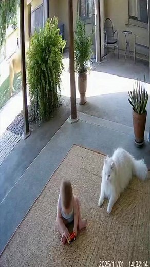 Fearless Cat Defends Baby from a Lion Attack – CCTV Captures the Impossible! 🦁🐱 #cat #lion #baby #protect #courage | Brave Cam Moments