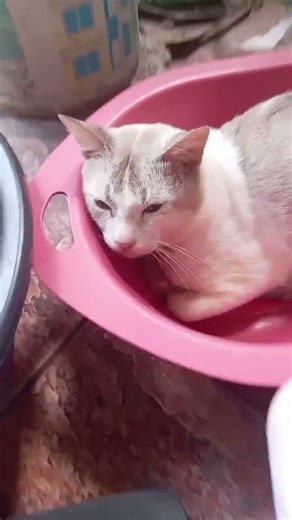 Common fungal diseases in cats#kucing #cat＃猫