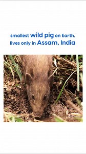 The pygmy hog is the smallest wild pig in the world, found only in India, specifically in the northeastern grasslands of Assam. Once its range included parts of Bangladesh and Bhutan, but today it survives only in a few protected areas in Assam. #AnimalPlanetIndia #AnimalPlanet #PygmyHog | Animal Planet India