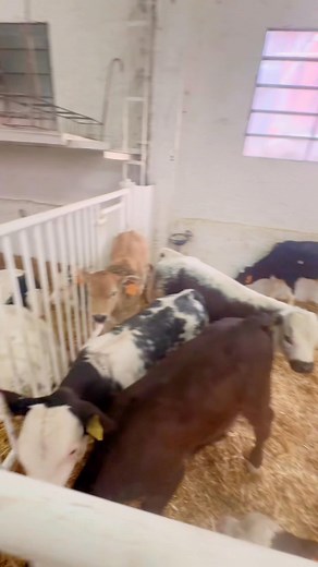 73K views · 1.3K reactions | Silvia Aimo on Reels | Facebook